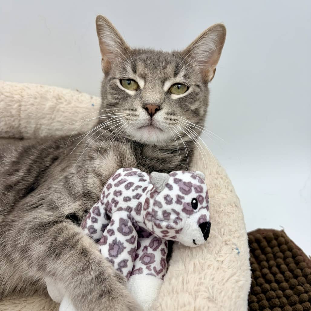 Grant - Domestic Shorthair cat available for adoption at Moose Jaw Humane Society in Moose Jaw