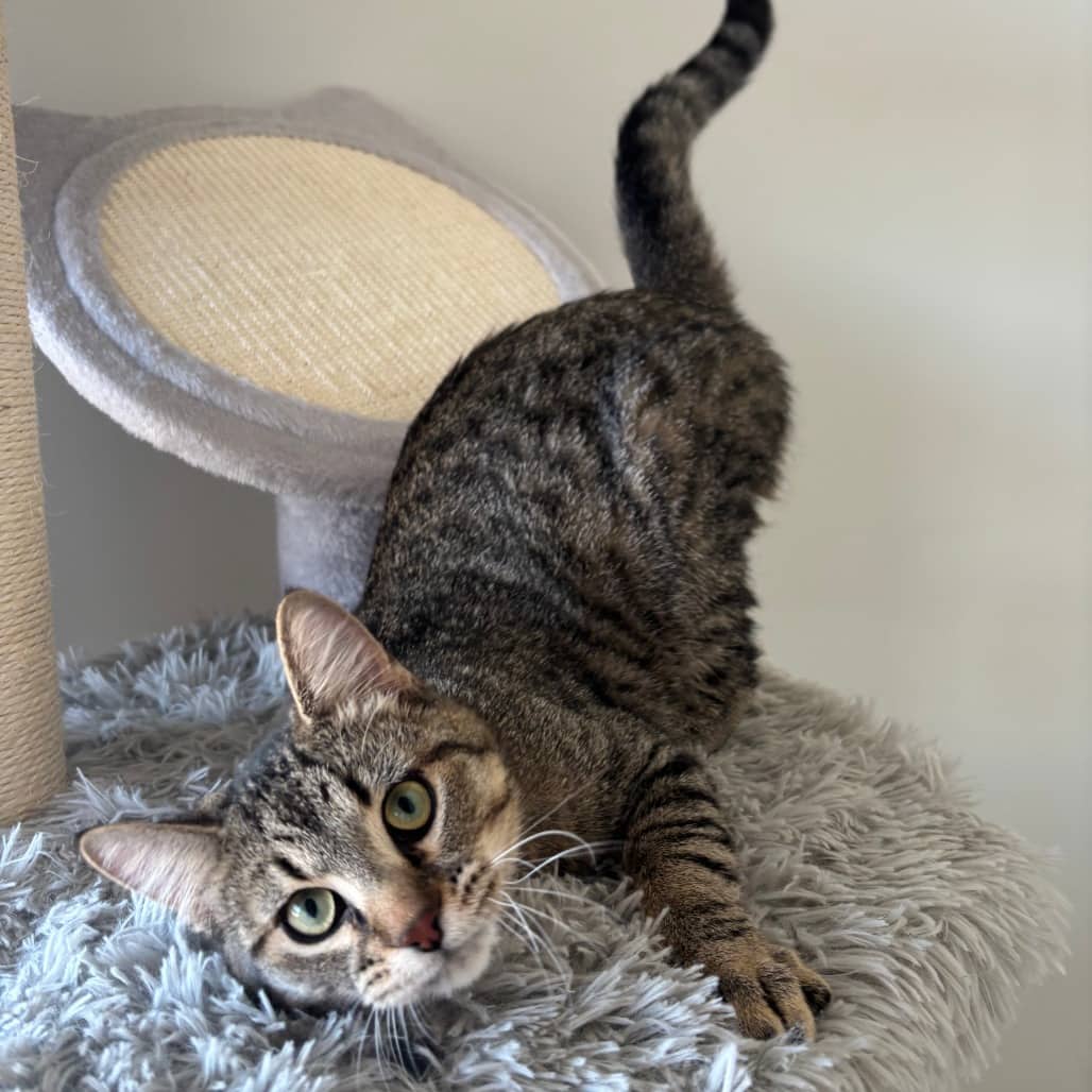 Toast - Domestic Shorthair cat available for adoption at SPCA Swift Current in Swift Current