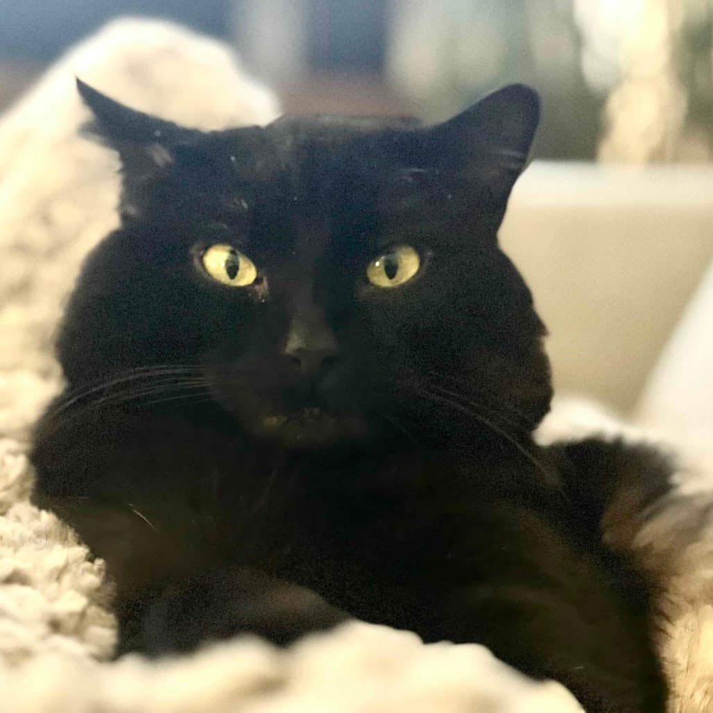 Sid - Domestic Shorthair cat available for adoption at Vancouver Orphan Kitten Rescue Association in British Columbia