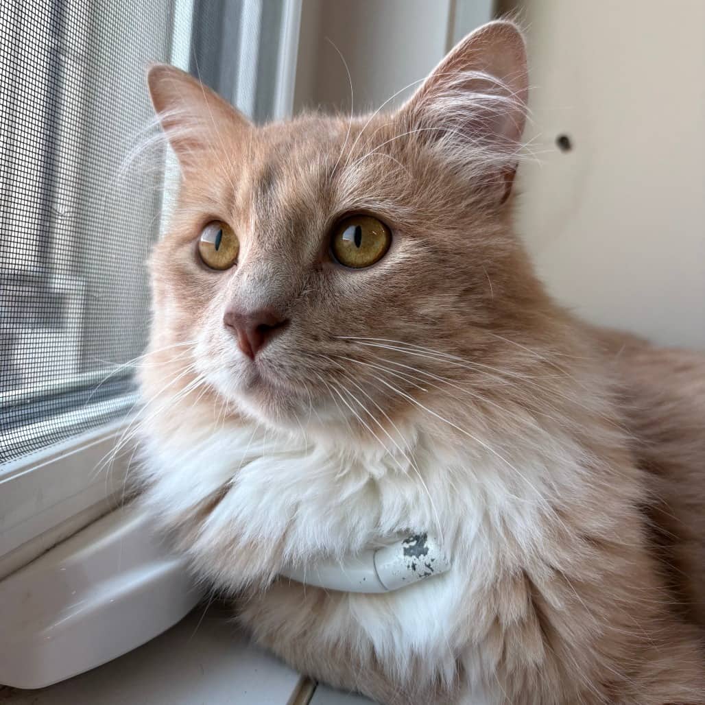 Harrison - Domestic Medium Hair cat available for adoption in Saskatchewan