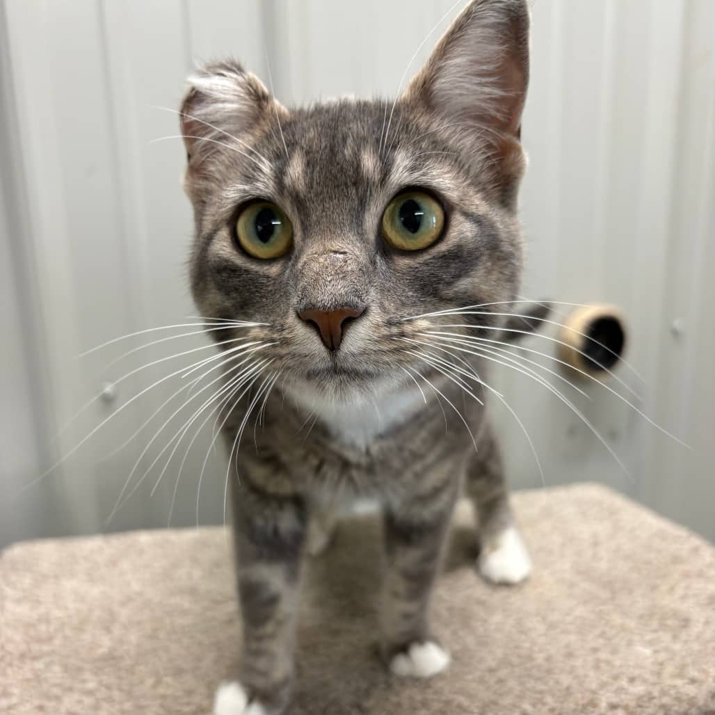 Athena - Domestic Shorthair cat available for adoption in Saskatchewan