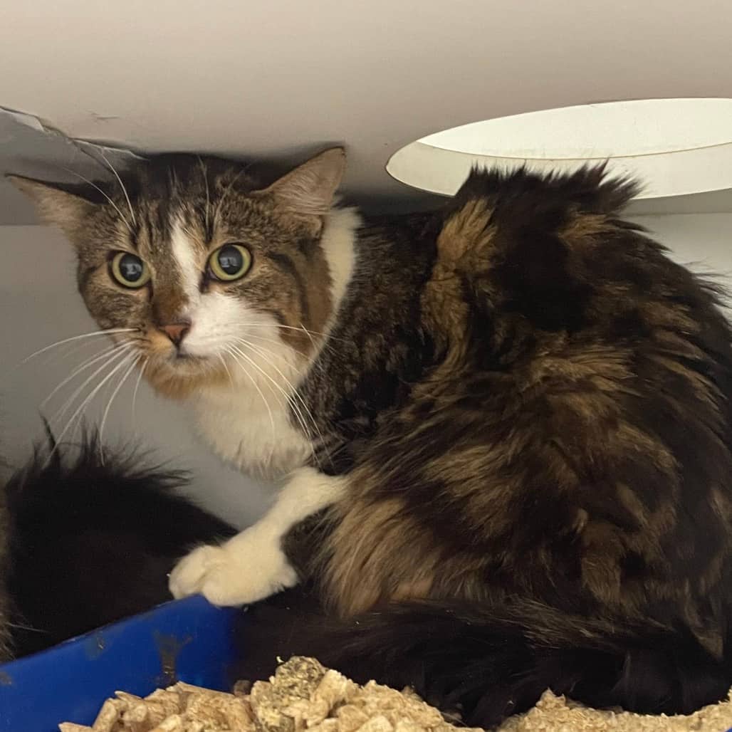 Elsie - Domestic Shorthair cat available for adoption at Battlefords Humane Society in North Battleford