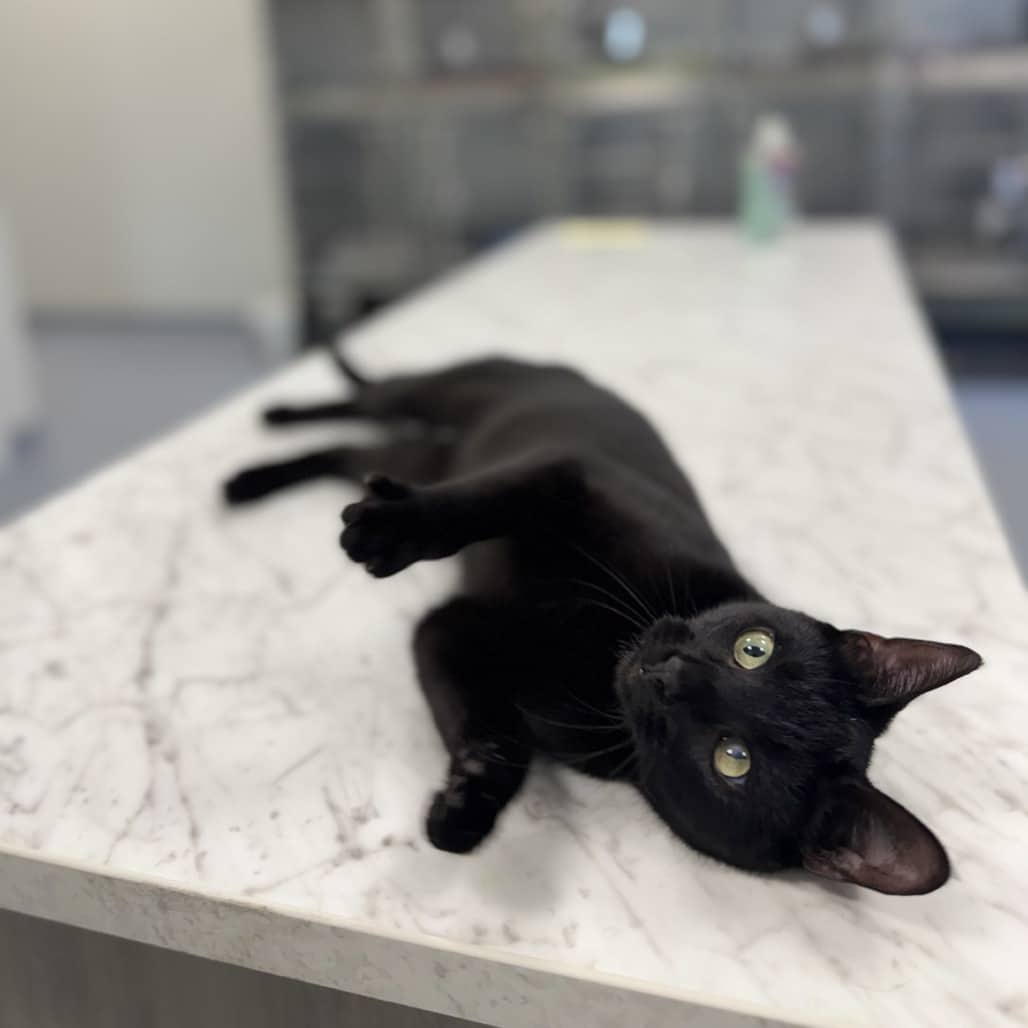 Stego - Domestic Shorthair available for adoption