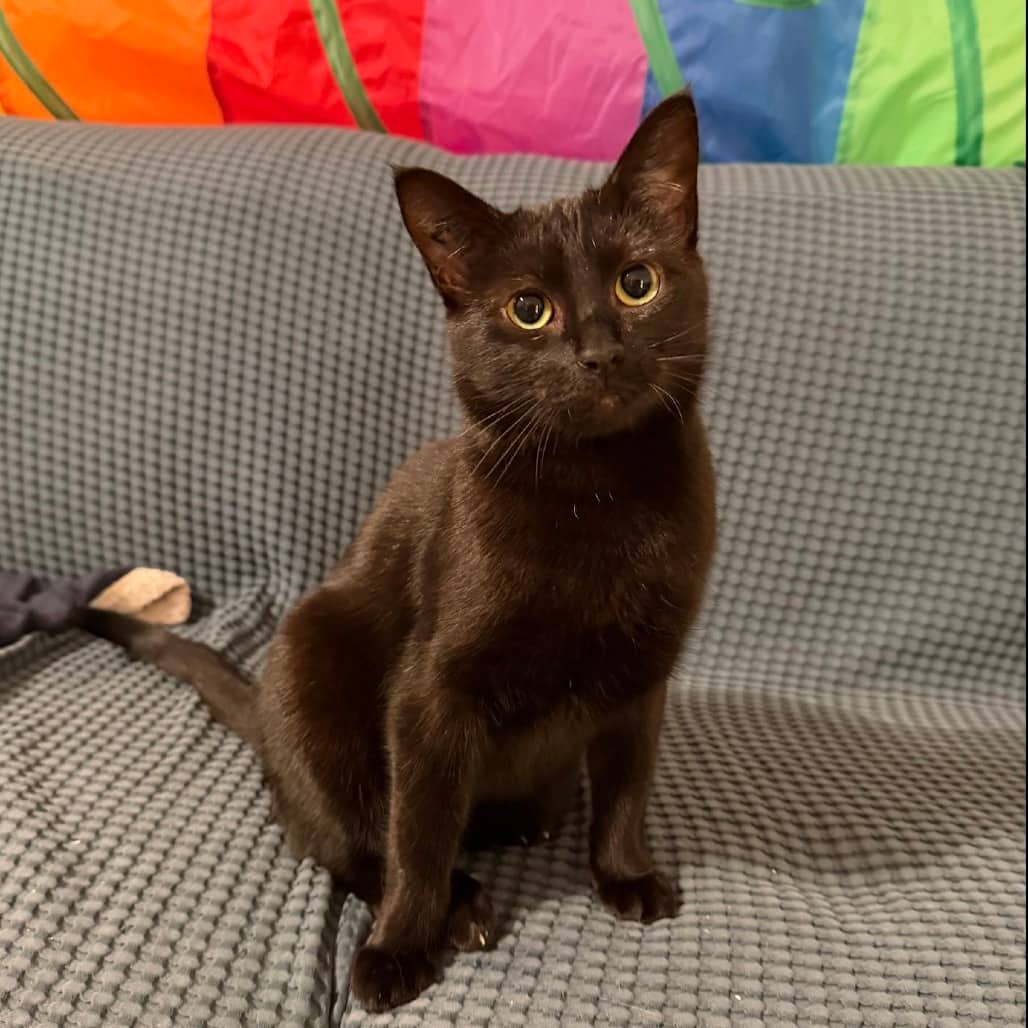 Pearl - Domestic Shorthair available for adoption