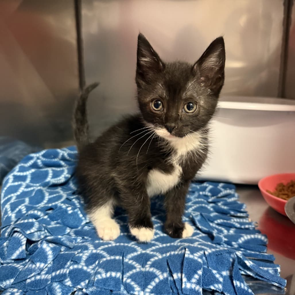 Tiny - Domestic Shorthair available for adoption