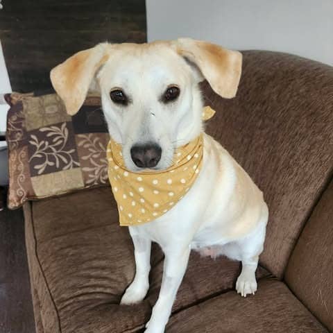 Momma Sophie - Mixed Breed available for adoption in Alberta