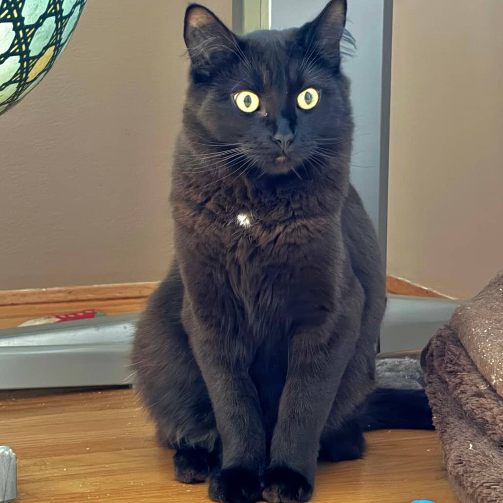 Crackle - Domestic Shorthair available for adoption
