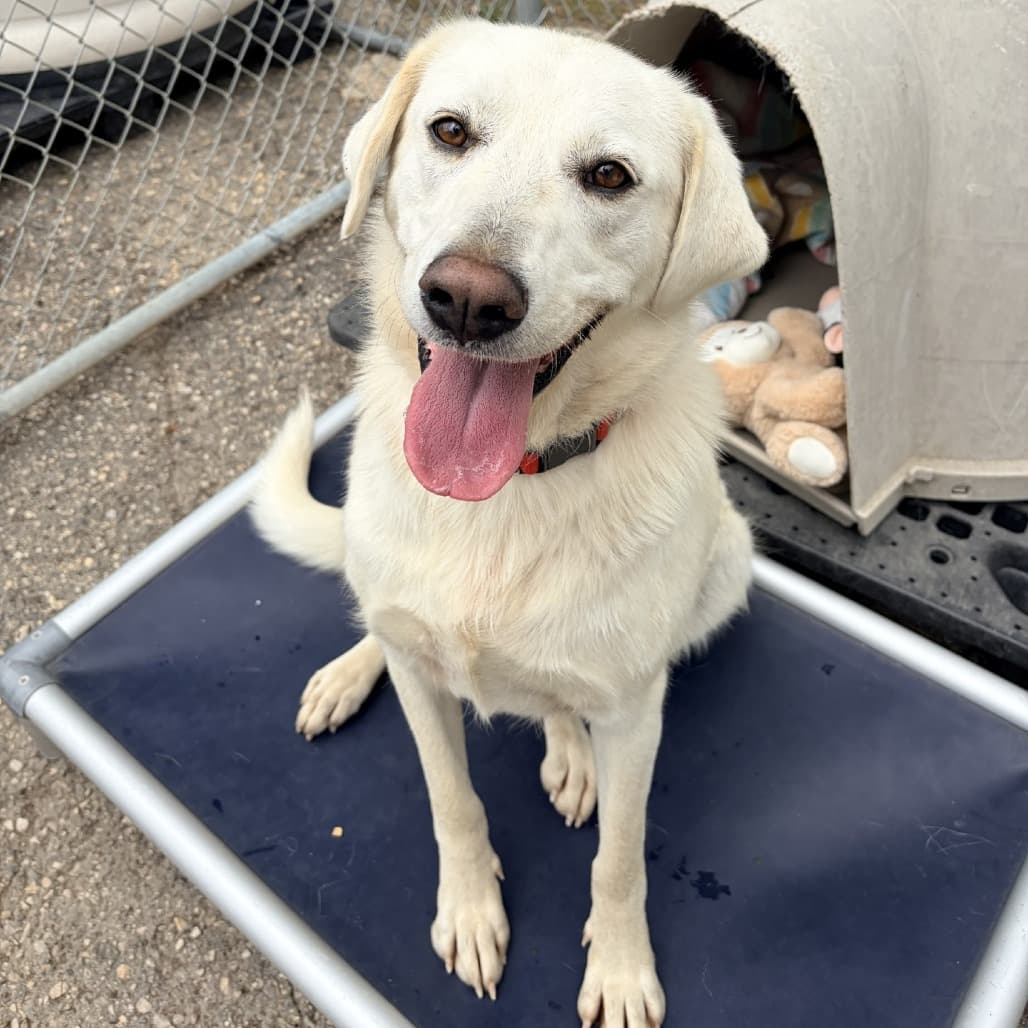 Rosa - Pyrenees, Great / Retriever, Labrador available for adoption at Moose Jaw Humane Society in Moose Jaw