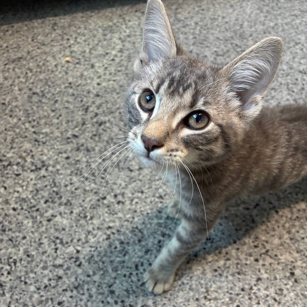 Sparky - Domestic Shorthair available for adoption