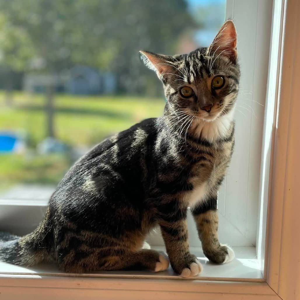 Paige - Domestic Shorthair / Domestic Shorthair available for adoption