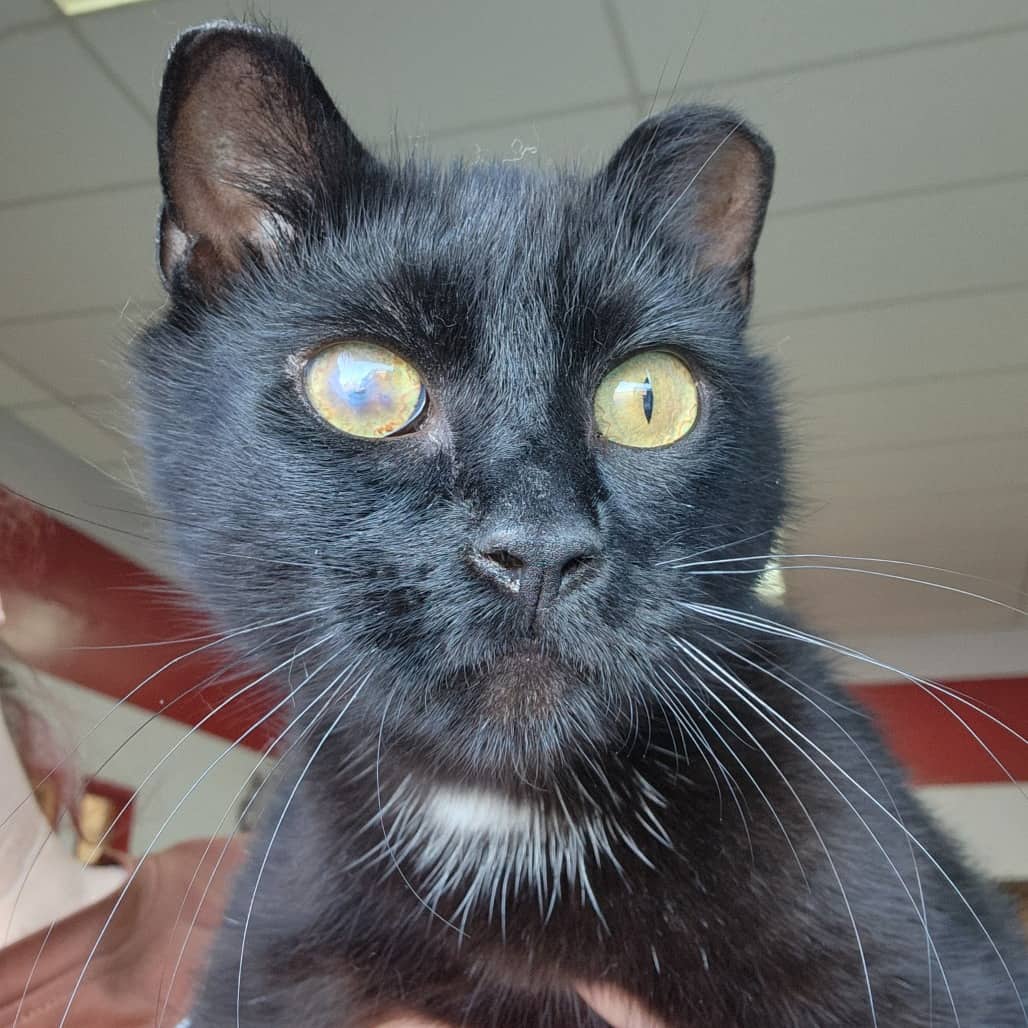 Lilly - Domestic Shorthair available for adoption