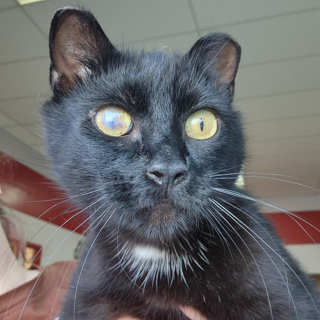 Lilly - Domestic Shorthair cat available for adoption at Humboldt & District SPCA in Humboldt
