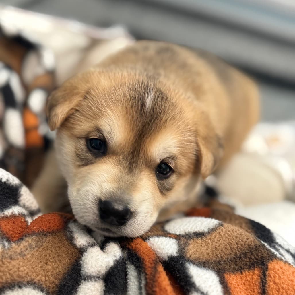 Baked Potato - Husky available for adoption in Calgary