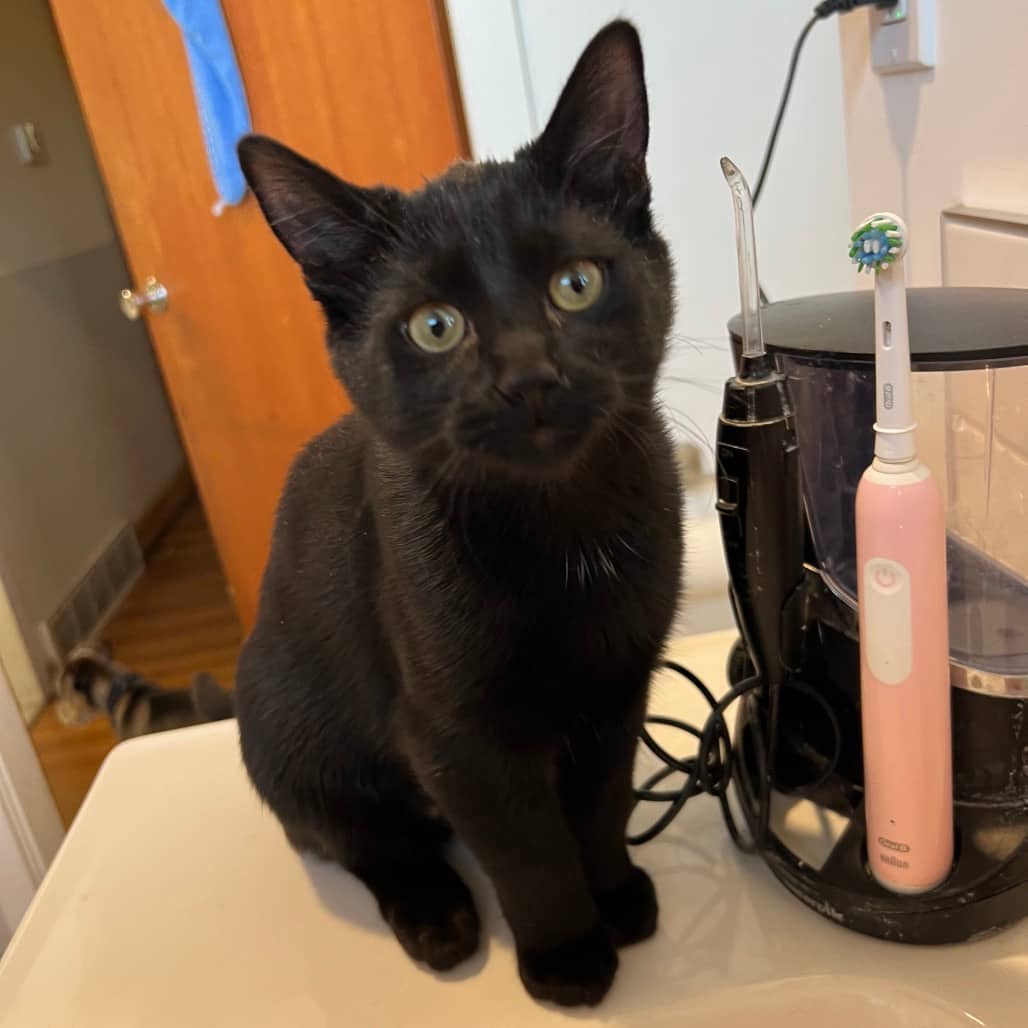 Licorice - Domestic Shorthair available for adoption