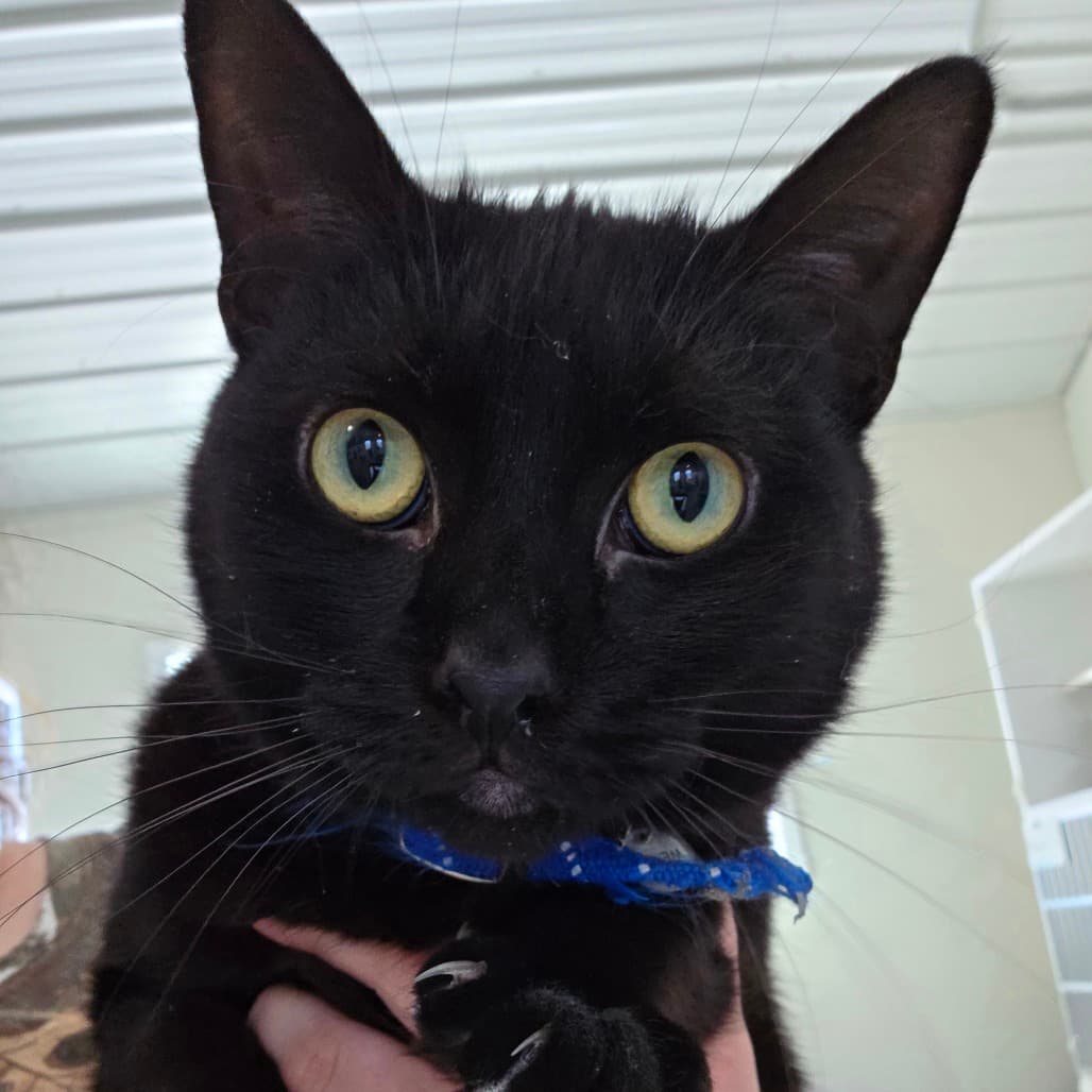 Sabrina - Domestic Shorthair cat available for adoption at Humboldt & District SPCA in Humboldt