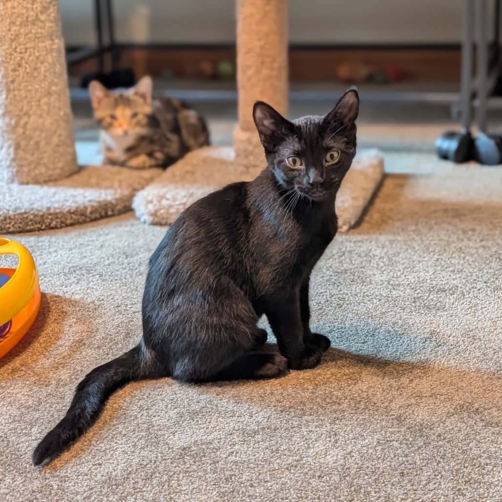 Socks (and Mackenzie) - Domestic Shorthair cat available for adoption at SCARS in Edmonton (1 of 6)