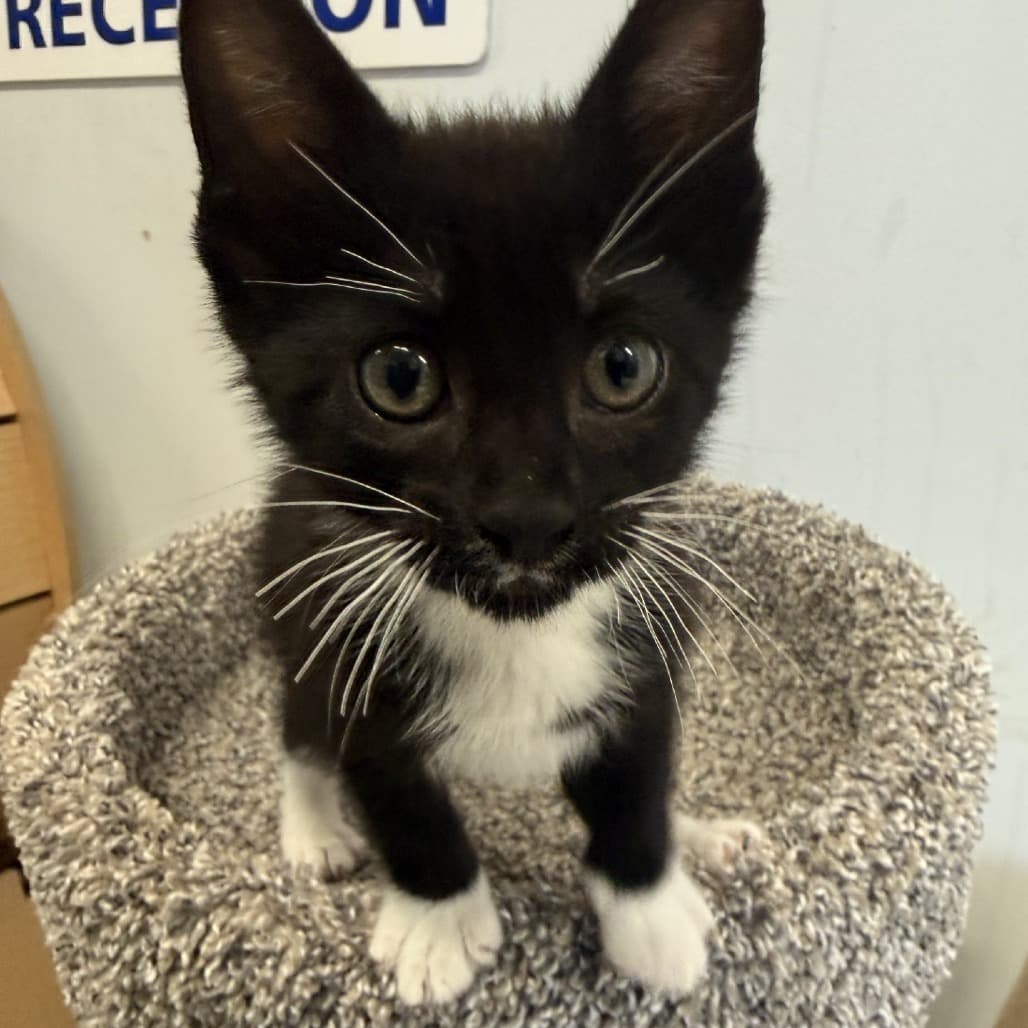 Trip - Domestic Shorthair cat available for adoption at SPCA Swift Current in Swift Current
