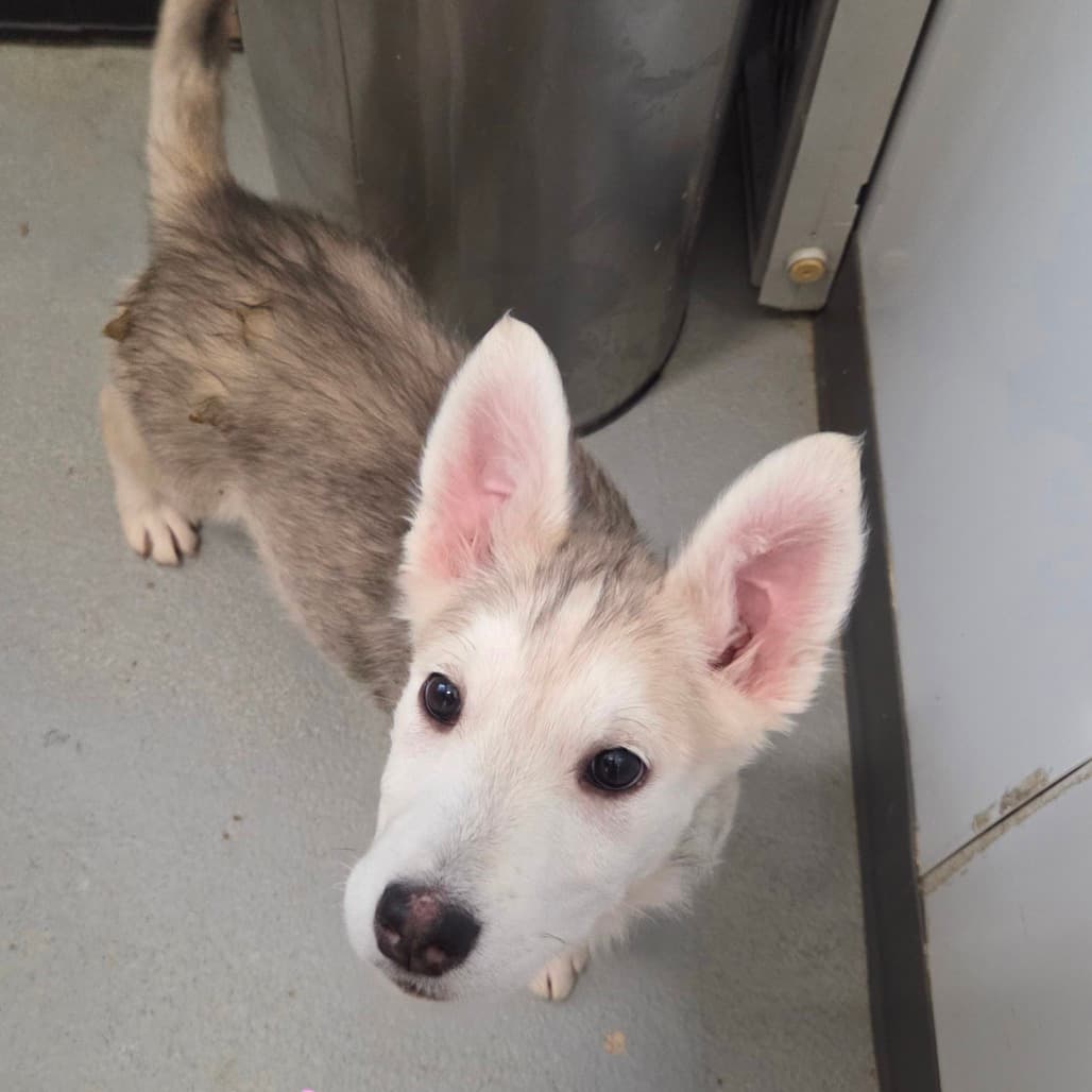 Kira - Husky available for adoption