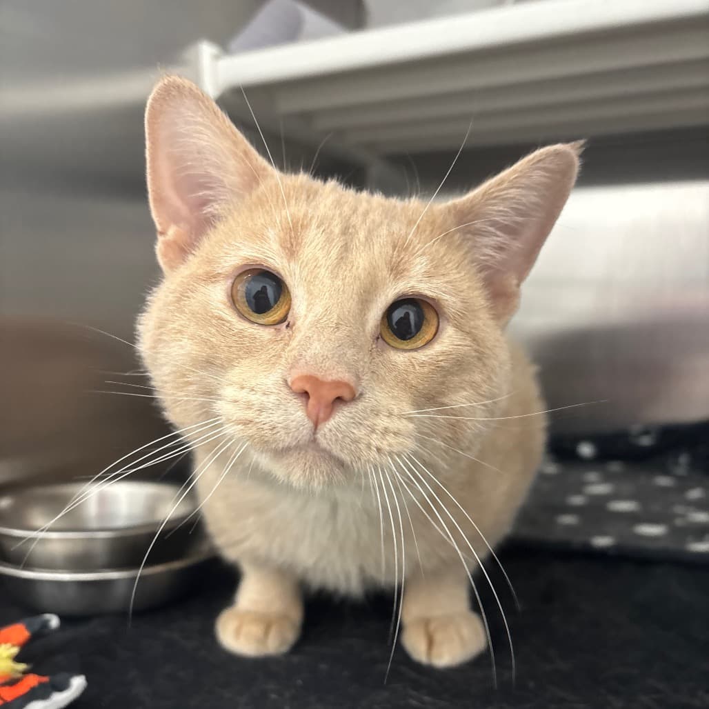 Alex - Domestic Shorthair cat available for adoption at Saskatoon SPCA in Saskatoon