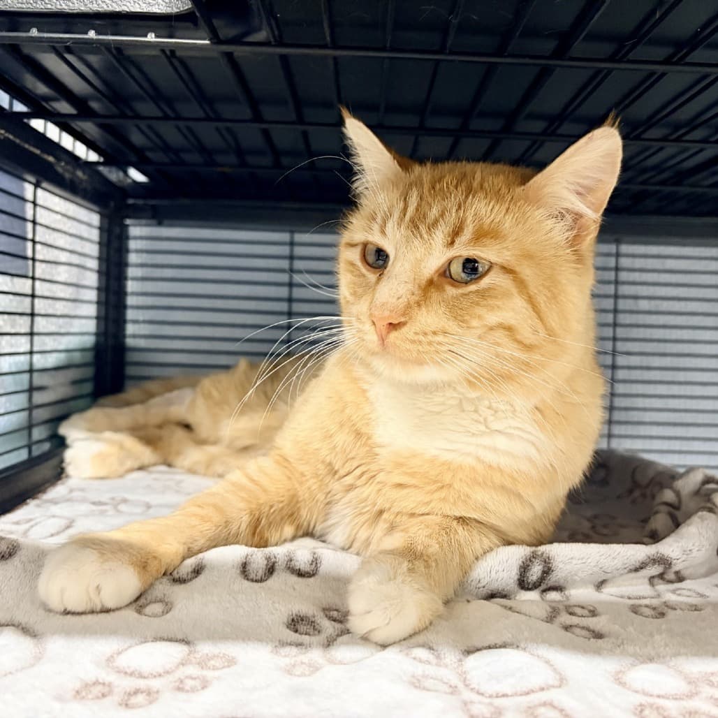 Roger - Domestic Shorthair cat available for adoption in Calgary