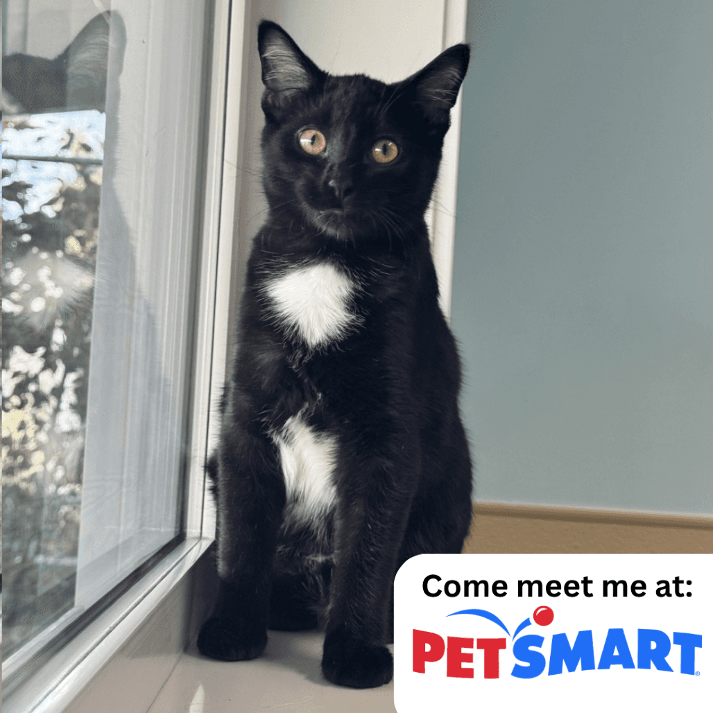 Trick - Domestic Shorthair available for adoption