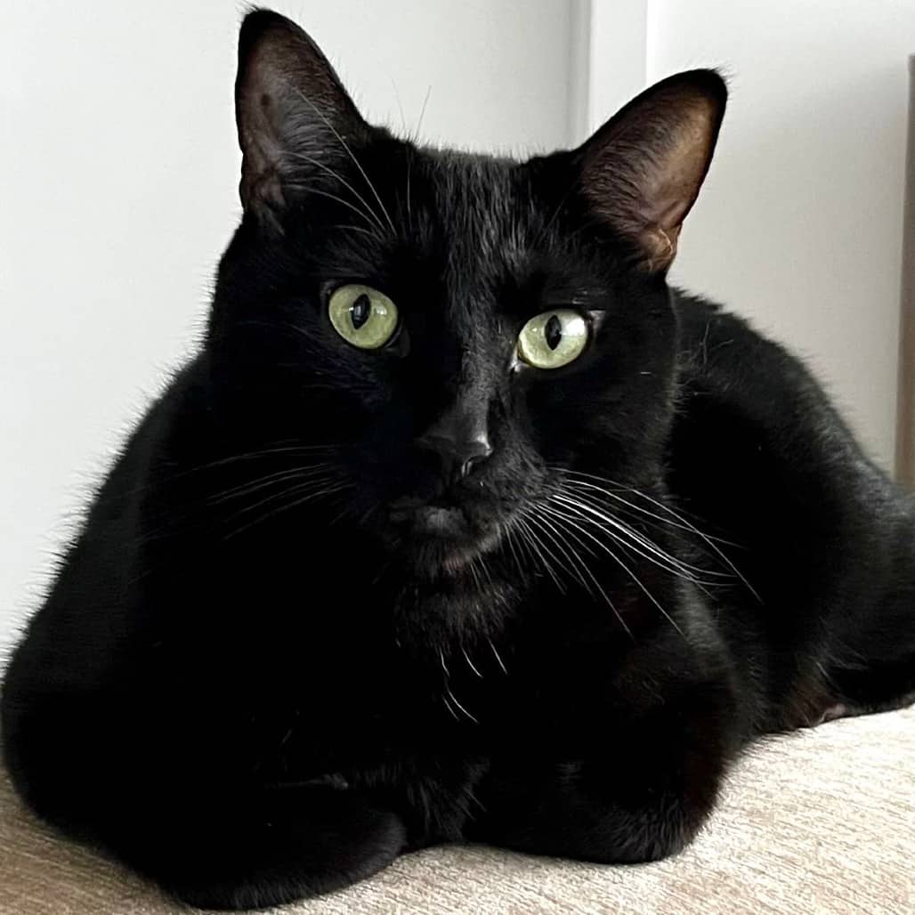 Arthur - Domestic Shorthair cat available for adoption in Calgary