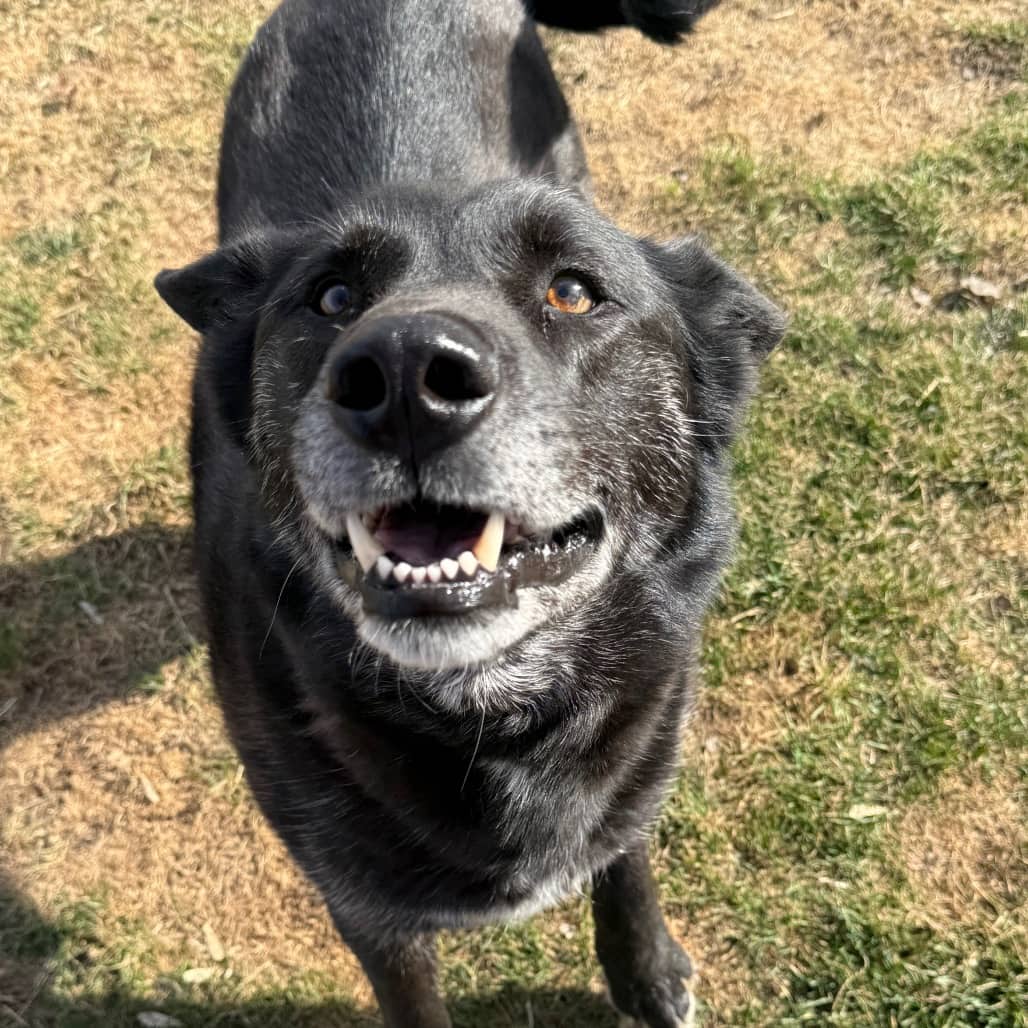 Keaton - MIXED BREED available for adoption