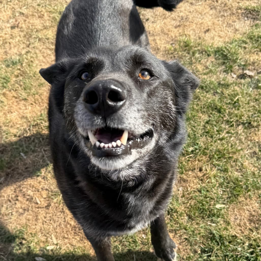 Keaton - MIXED BREED available for adoption at SCARS in Calgary