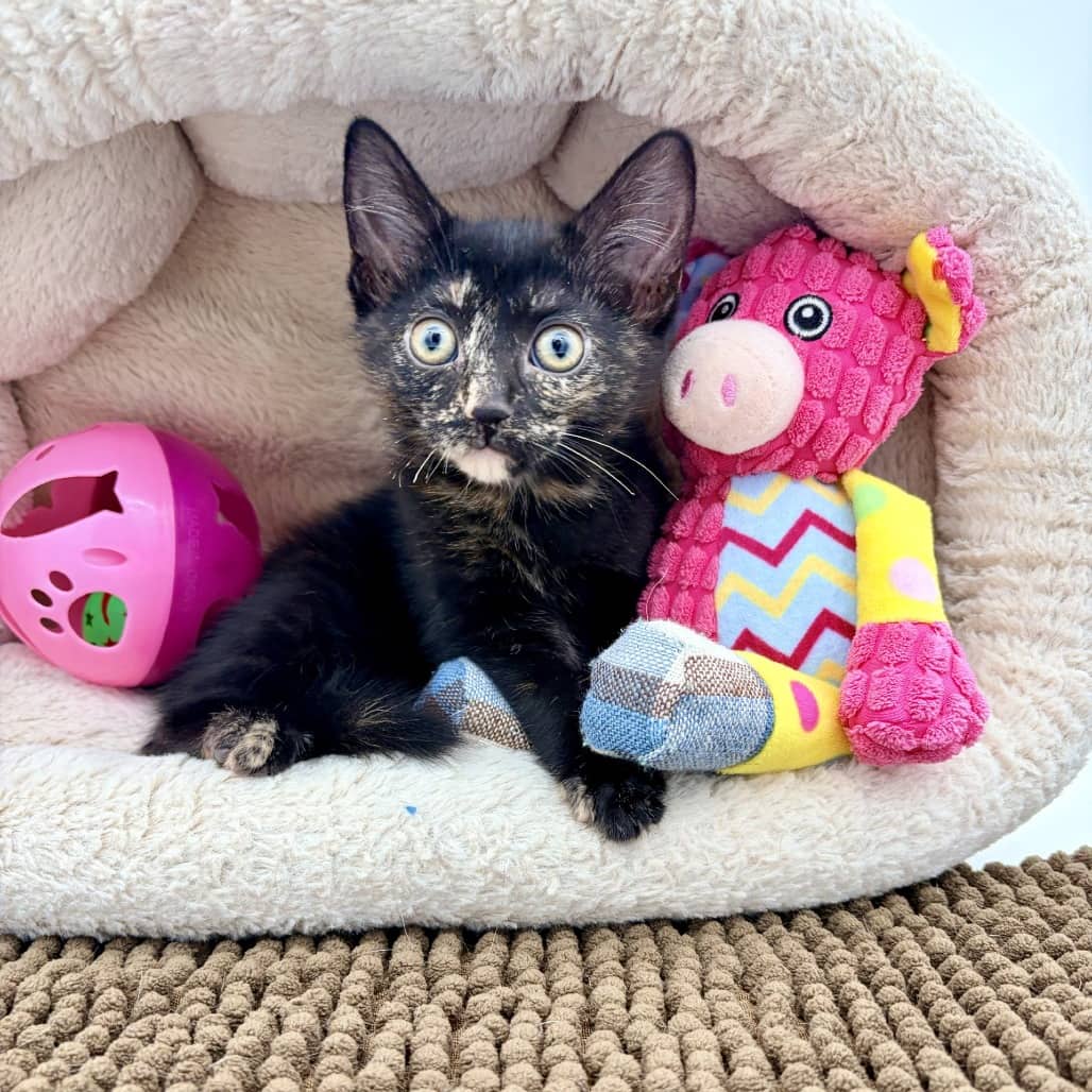 Pika - Domestic Shorthair cat available for adoption at Moose Jaw Humane Society in Moose Jaw