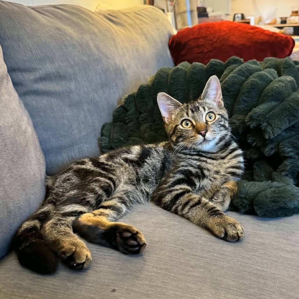 El Bambino - Domestic Shorthair cat available for adoption at Vancouver Orphan Kitten Rescue Association in Vancouver