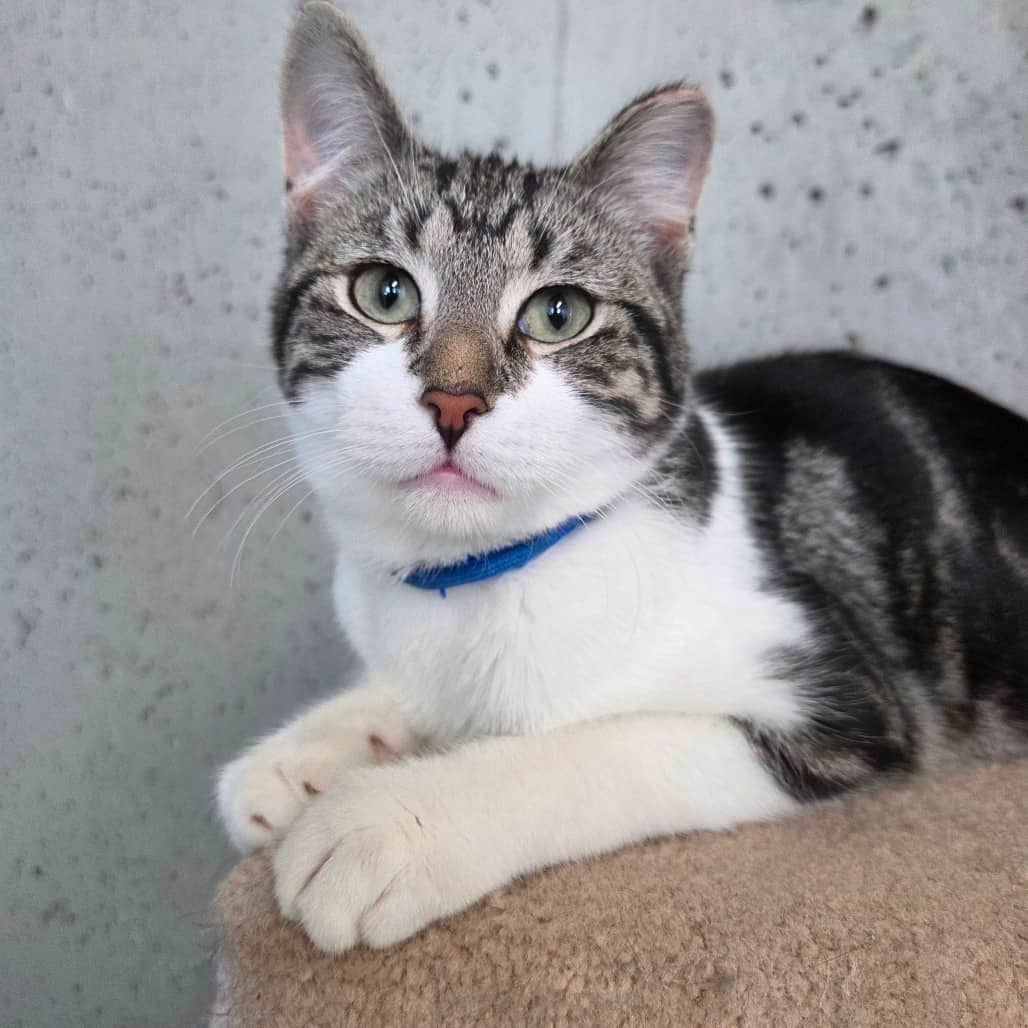 Peter - Domestic Shorthair cat available for adoption in Saskatchewan
