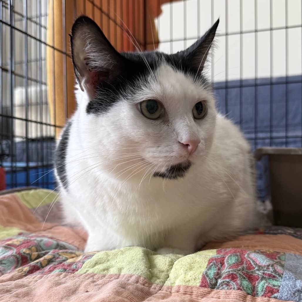 Gizmo - Domestic Shorthair cat available for adoption at SCARS in Edmonton (1 of 4)