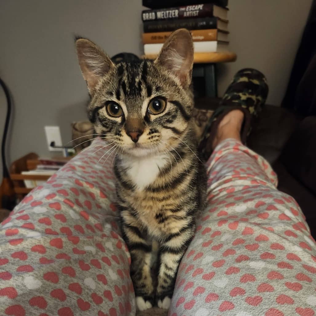 Pechie - Domestic Shorthair cat available for adoption at SCARS in Edmonton (1 of 3)