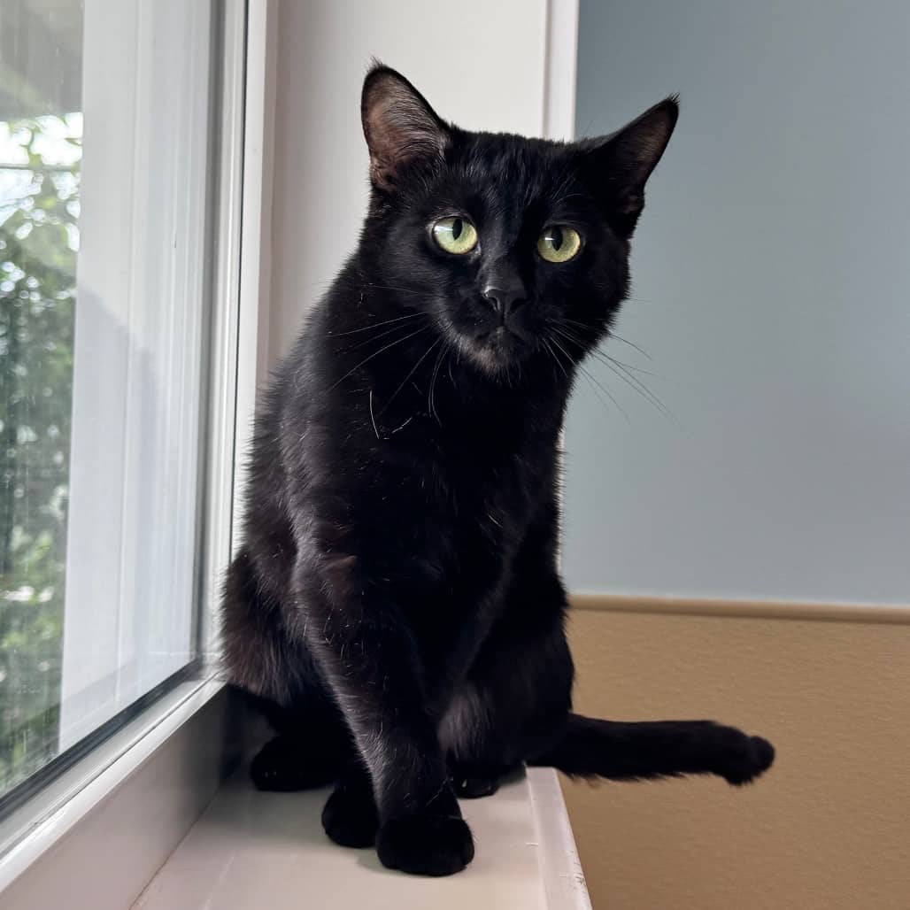 Yuki - Domestic Shorthair cat available for adoption at Prince Albert SPCA in Prince Albert