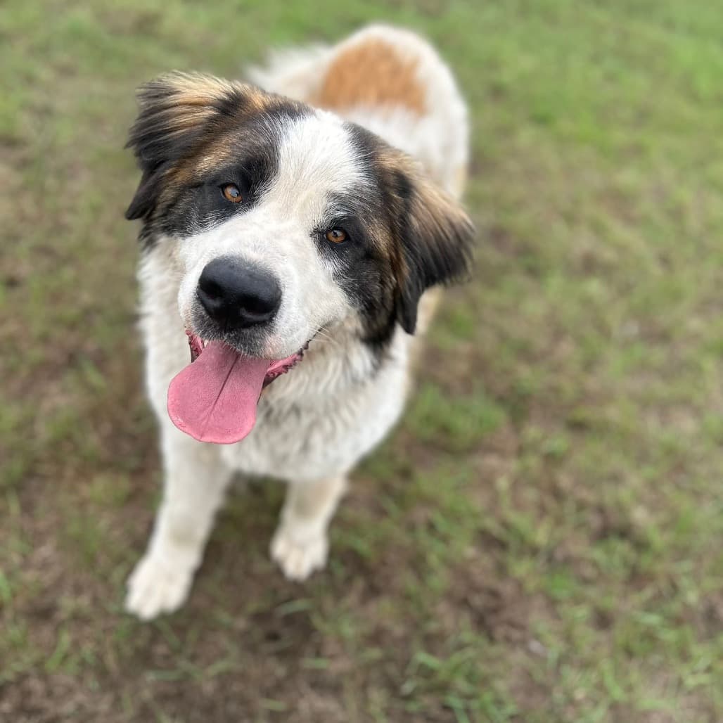 Harley - SAINT BERNARD/MIX available for adoption at SCARS in Calgary