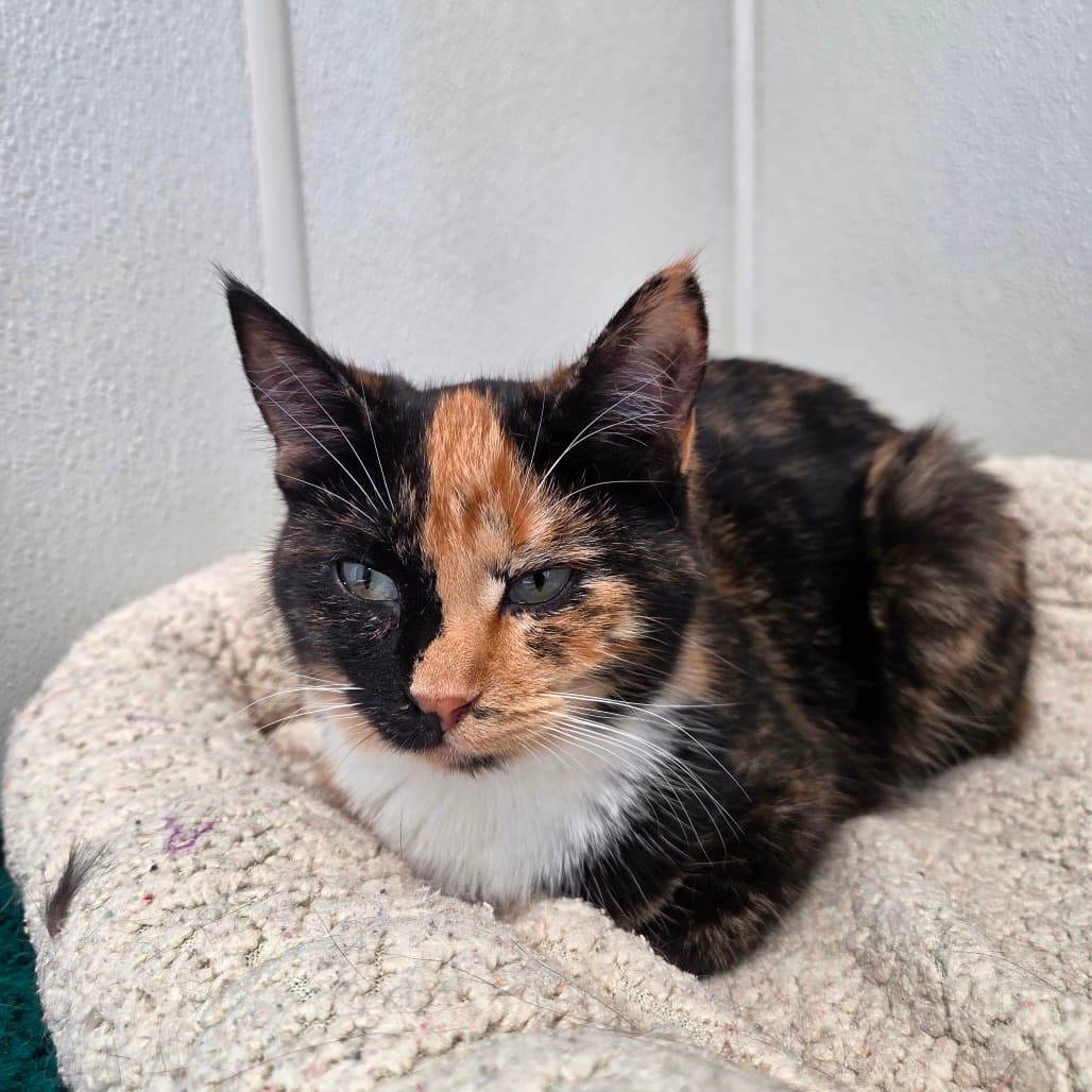 Midnight - Domestic Shorthair cat available for adoption at Battlefords Humane Society in Saskatchewan