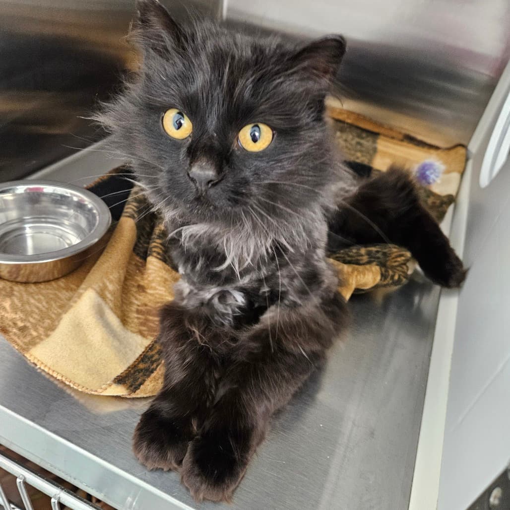 Medusa - Domestic Longhair cat available for adoption at Saskatoon SPCA in Saskatoon