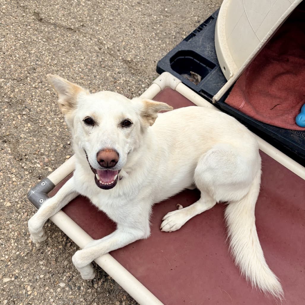 Sandy - Husky / Mixed Breed (Medium) available for adoption at Moose Jaw Humane Society in Moose Jaw