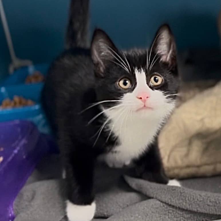 Fajita - Domestic Shorthair available for adoption