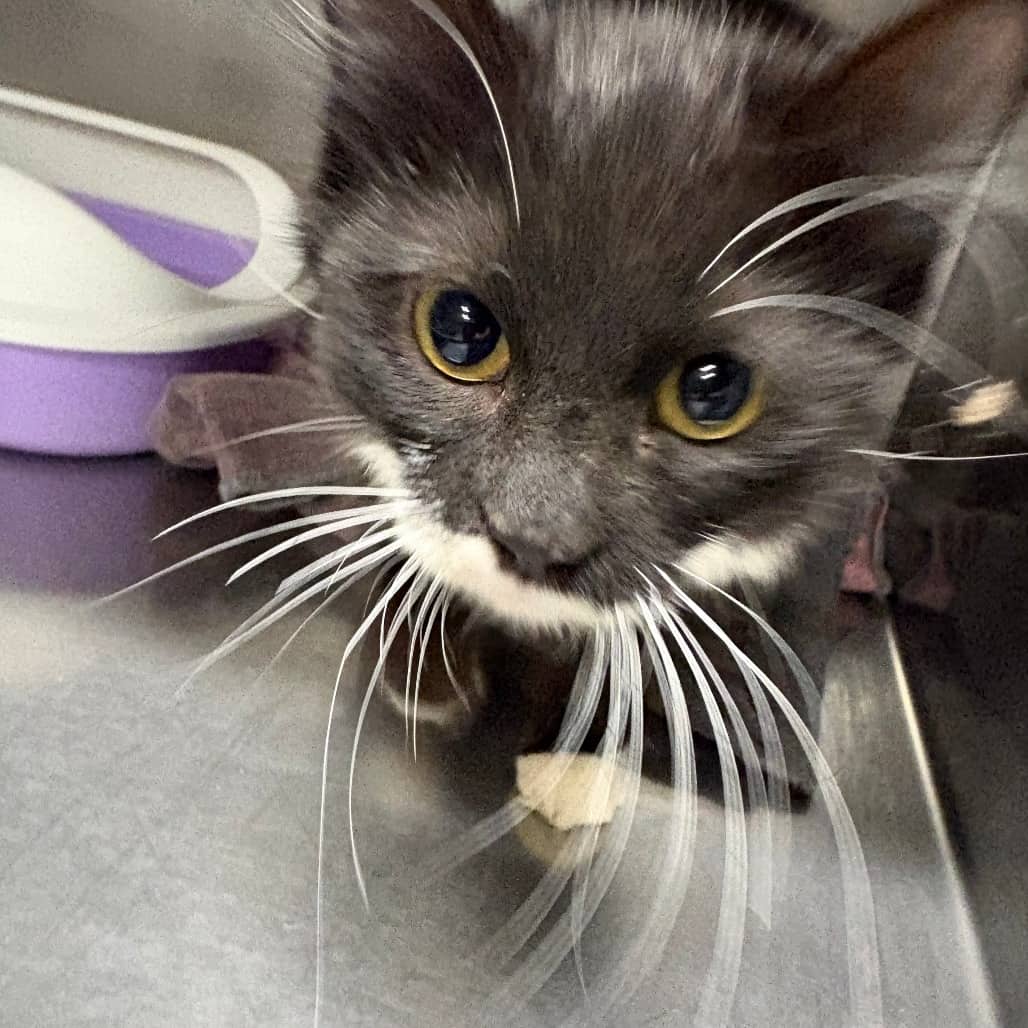 Dice (MELFORT POUND) - Domestic Medium Hair cat available for adoption in Calgary