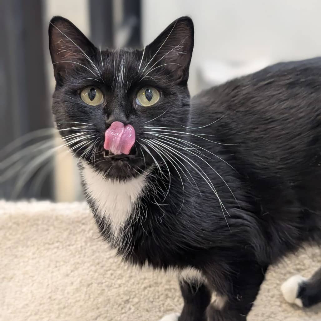 Ember - Domestic Shorthair cat available for adoption in Alberta