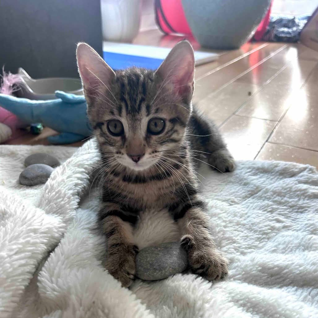 Cuke - Domestic Shorthair cat available for adoption at Vancouver Orphan Kitten Rescue Association in Vancouver