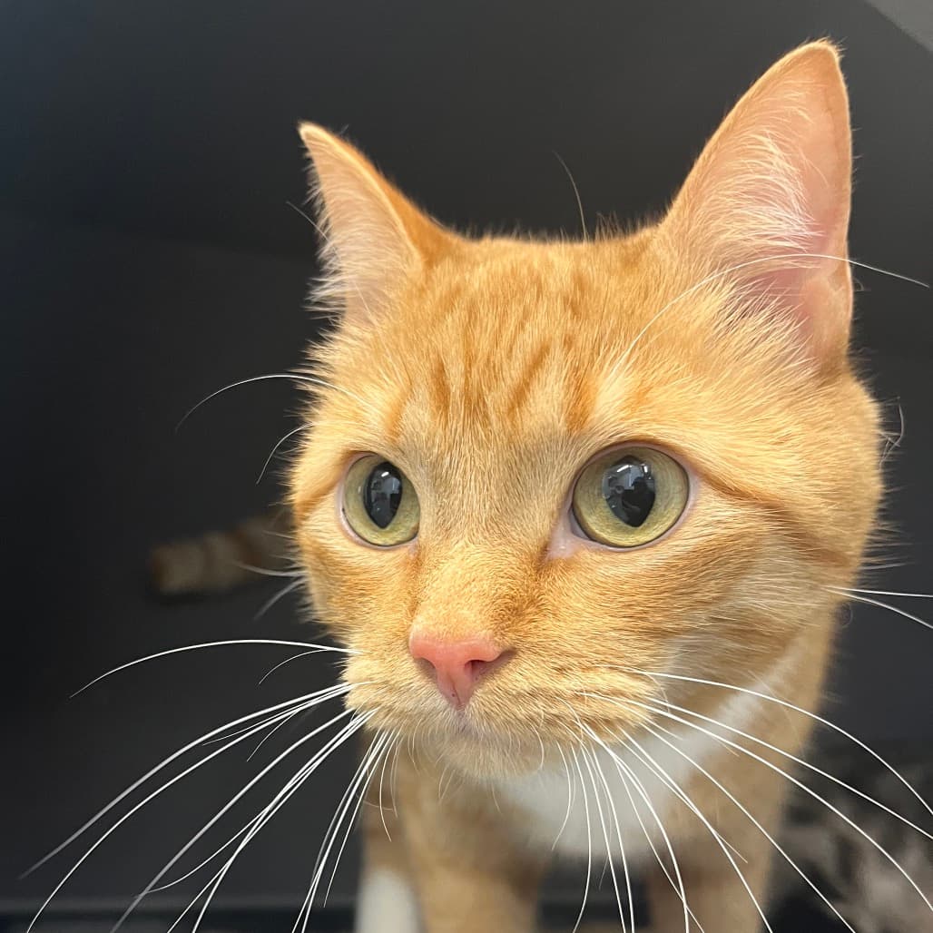 Rio - Domestic Shorthair cat available for adoption at Battlefords Humane Society in Saskatchewan
