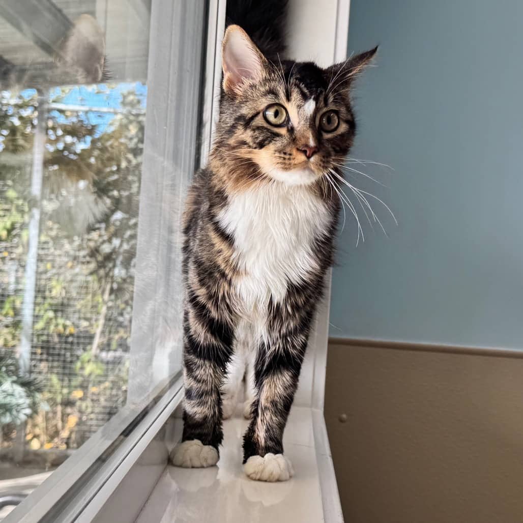 Ace - Domestic Shorthair cat available for adoption at Prince Albert SPCA in Prince Albert