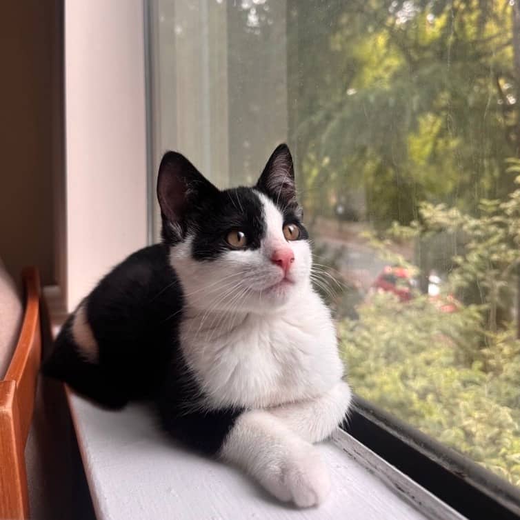 Glue Stick - Domestic Shorthair cat available for adoption at Vancouver Orphan Kitten Rescue Association in Vancouver