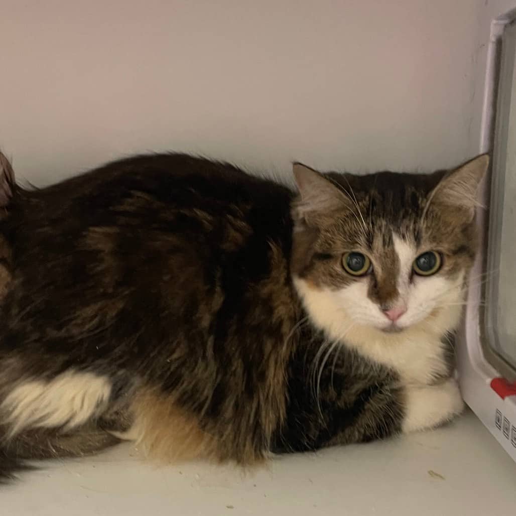 Dolly - Domestic Shorthair available for adoption