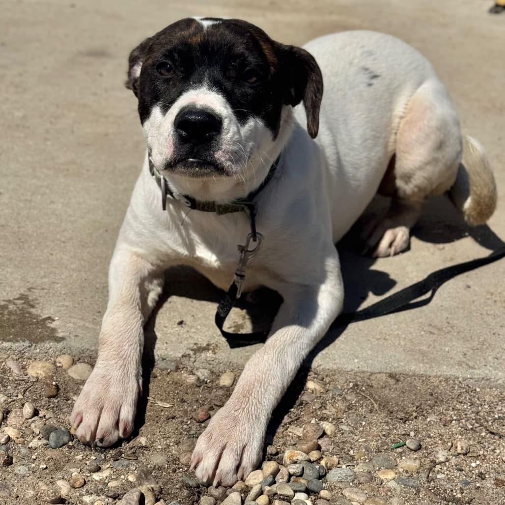 Twinkle - Mixed Breed (Medium) available for adoption in Calgary