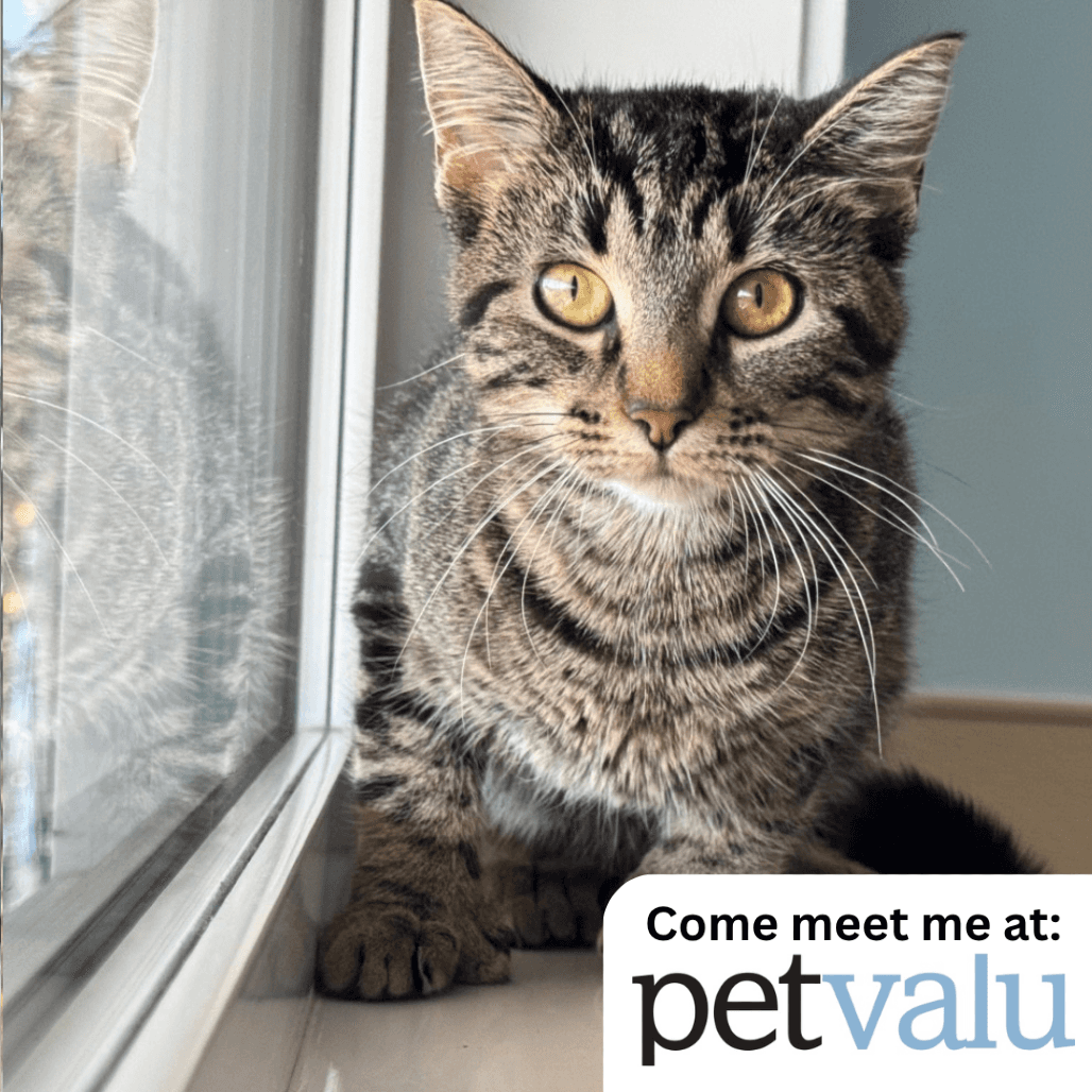 Bay - Domestic Shorthair cat available for adoption in Saskatchewan