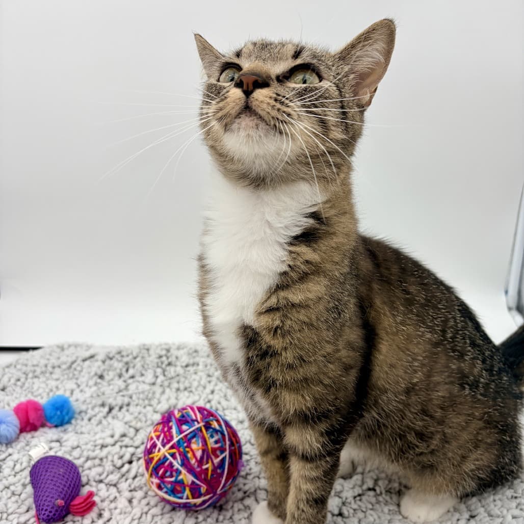 Lara - Domestic Shorthair available for adoption