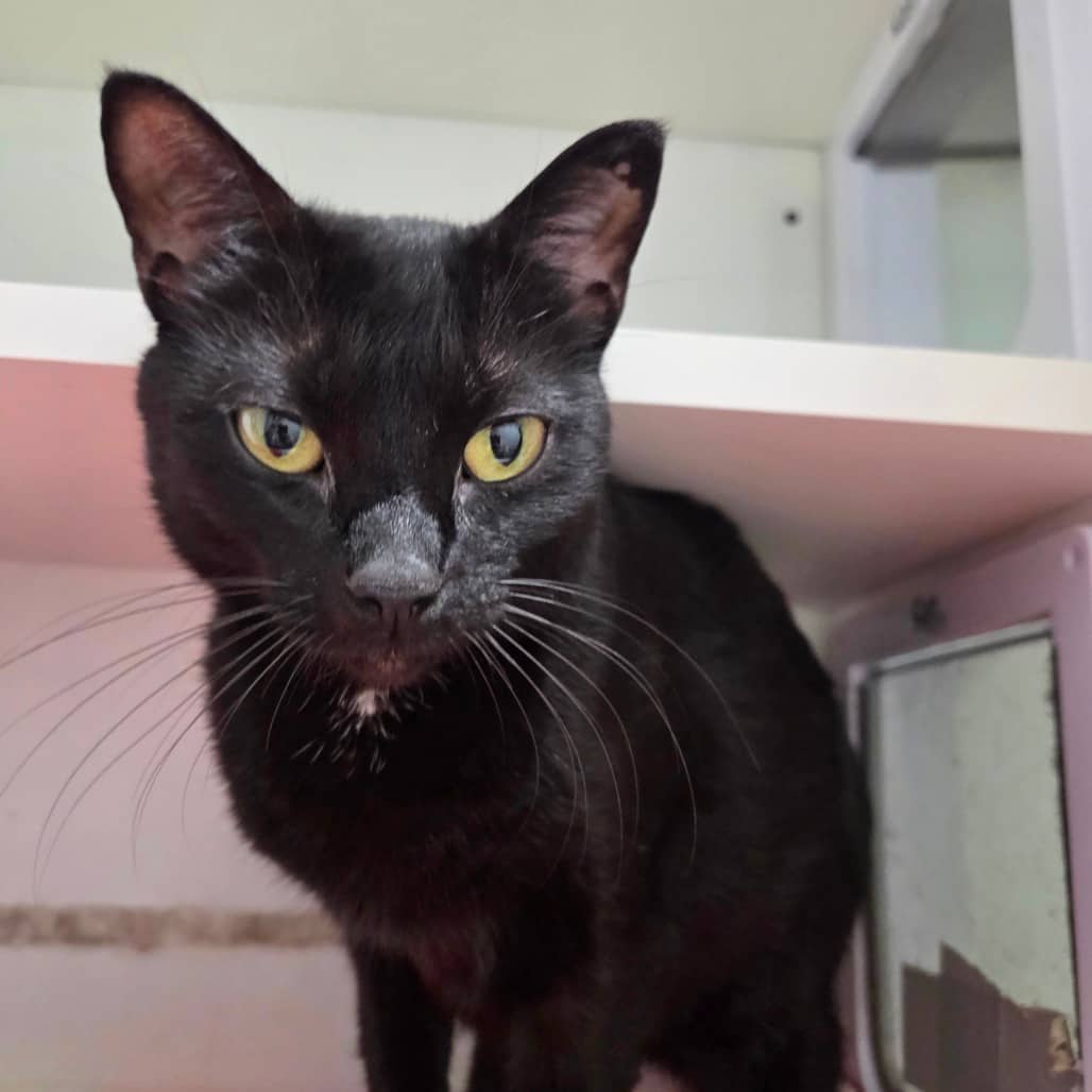 Spice - Domestic Shorthair available for adoption